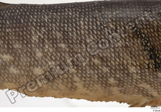 Northern pike back belly body scales 0001.jpg